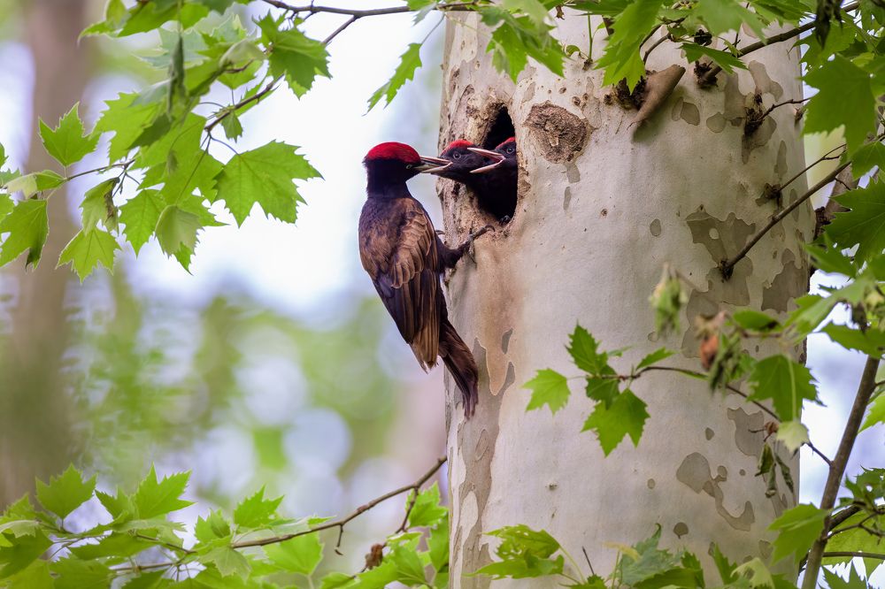 Photograph by Marco Rondi