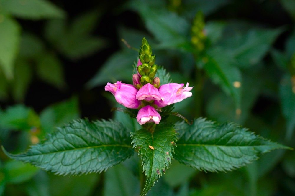 Photograph by Алфия Бугакова