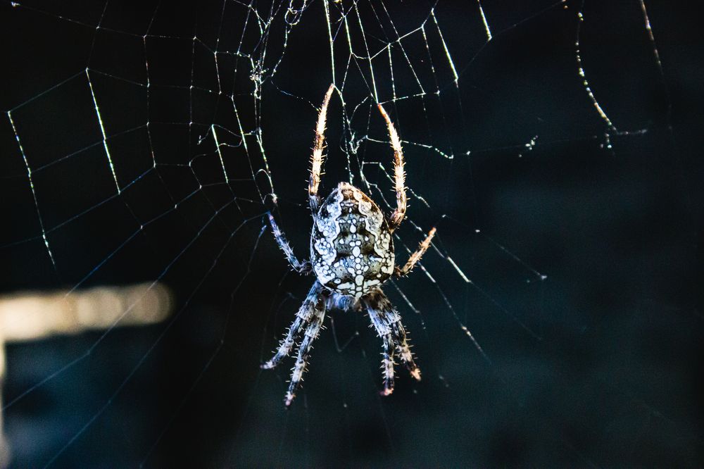 Photograph by Роман Якута