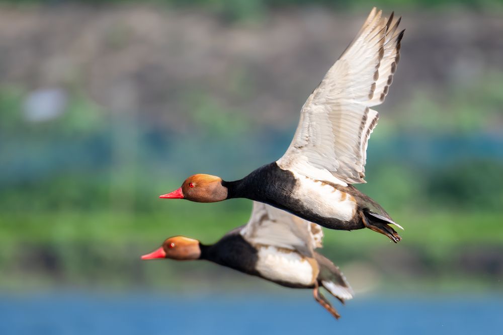 Фотография автора Roy Diganta