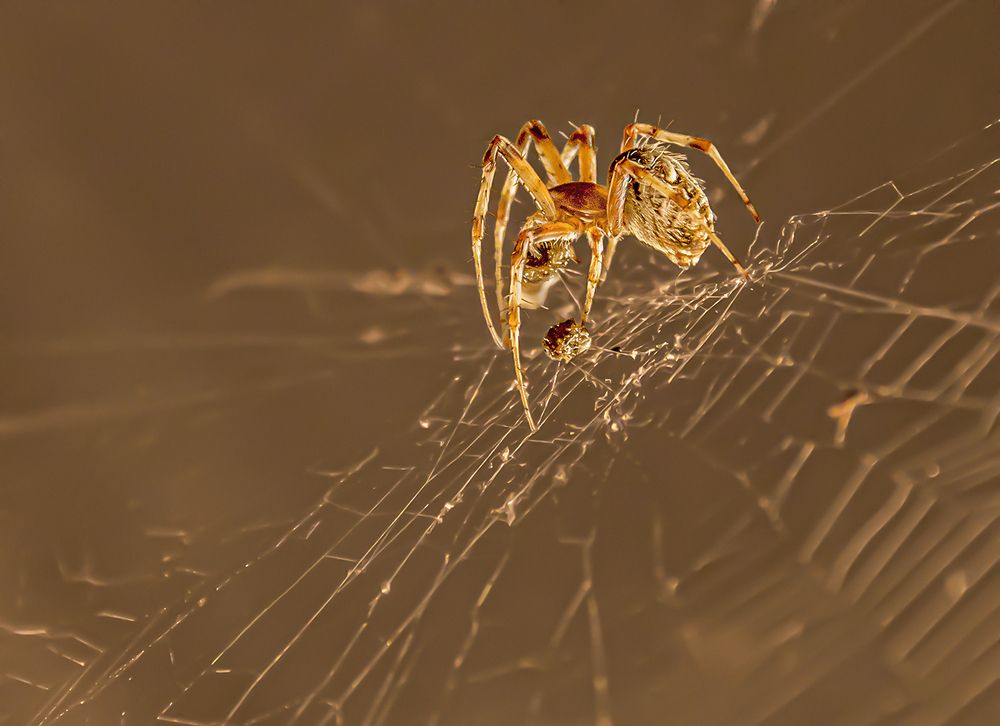 Photograph by Mario Fiorucci