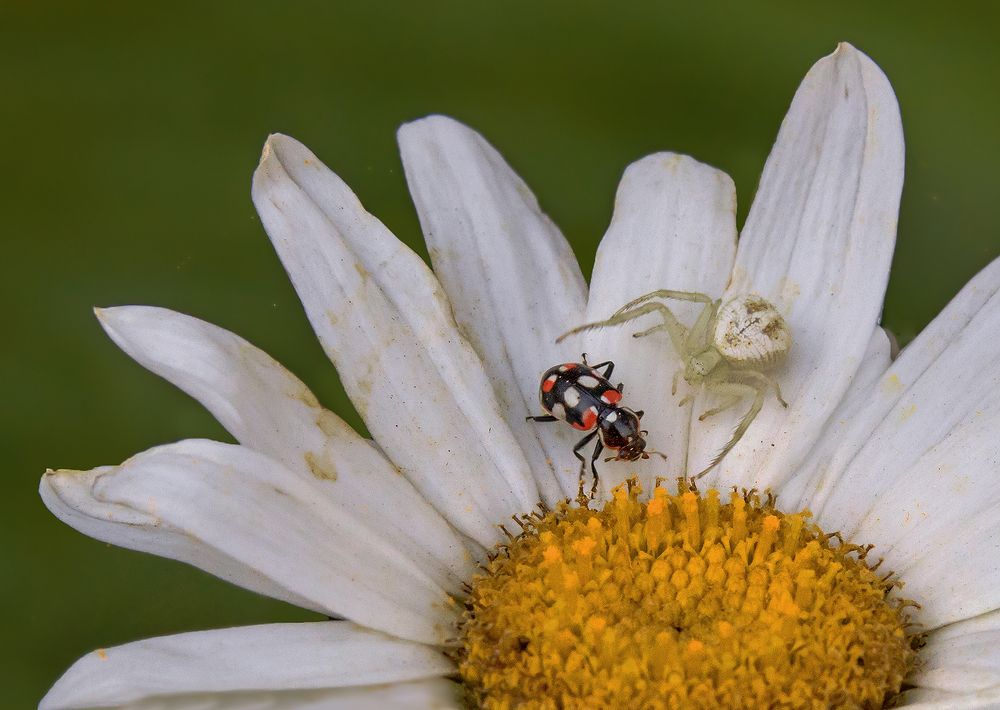 Photograph by Mario Fiorucci