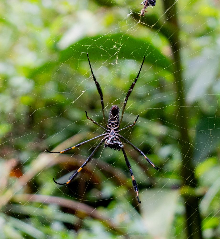 A imponente Aranha de teia dourada!