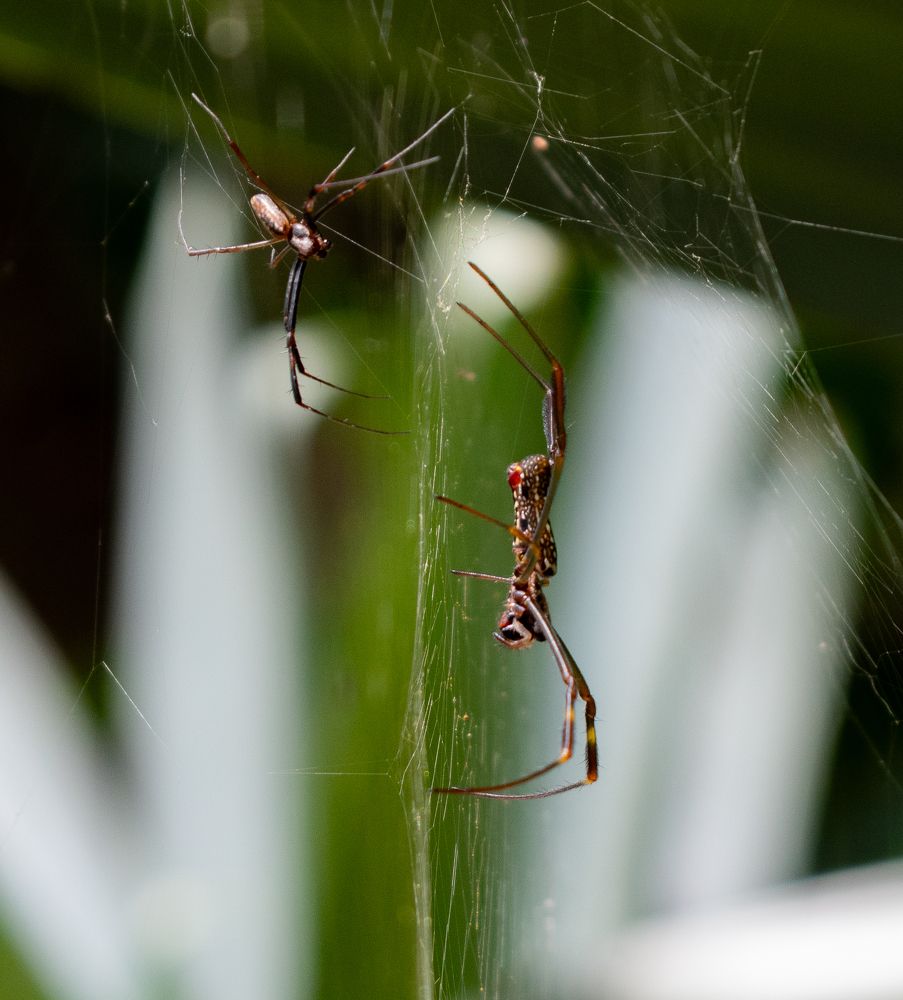 O casal de Aranha de teia dourada