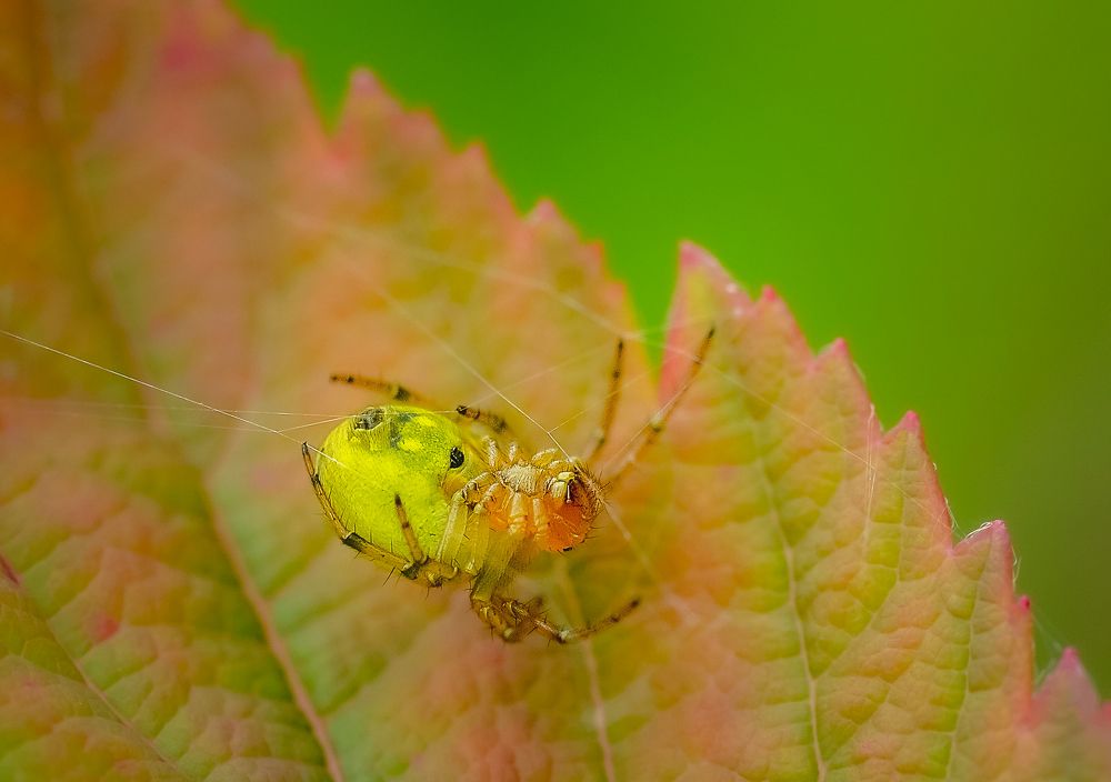 Photograph by Юлия Лушникова