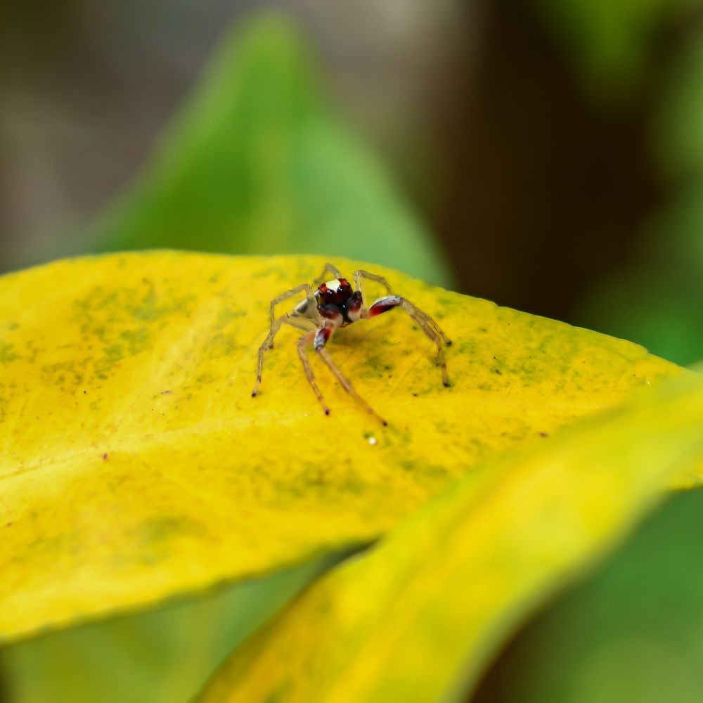 Simpática Chira spinosa