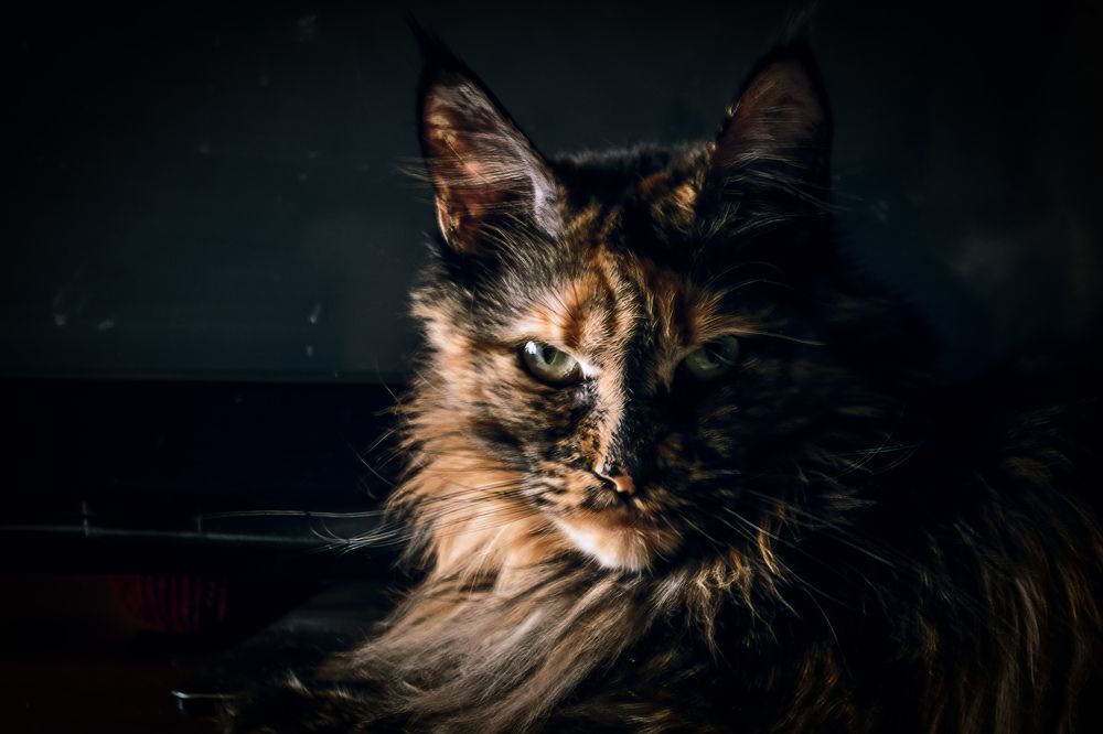 Photograph by Сергей Немчинов