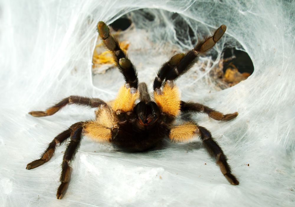 Photograph by Aleksandr Kolonsky