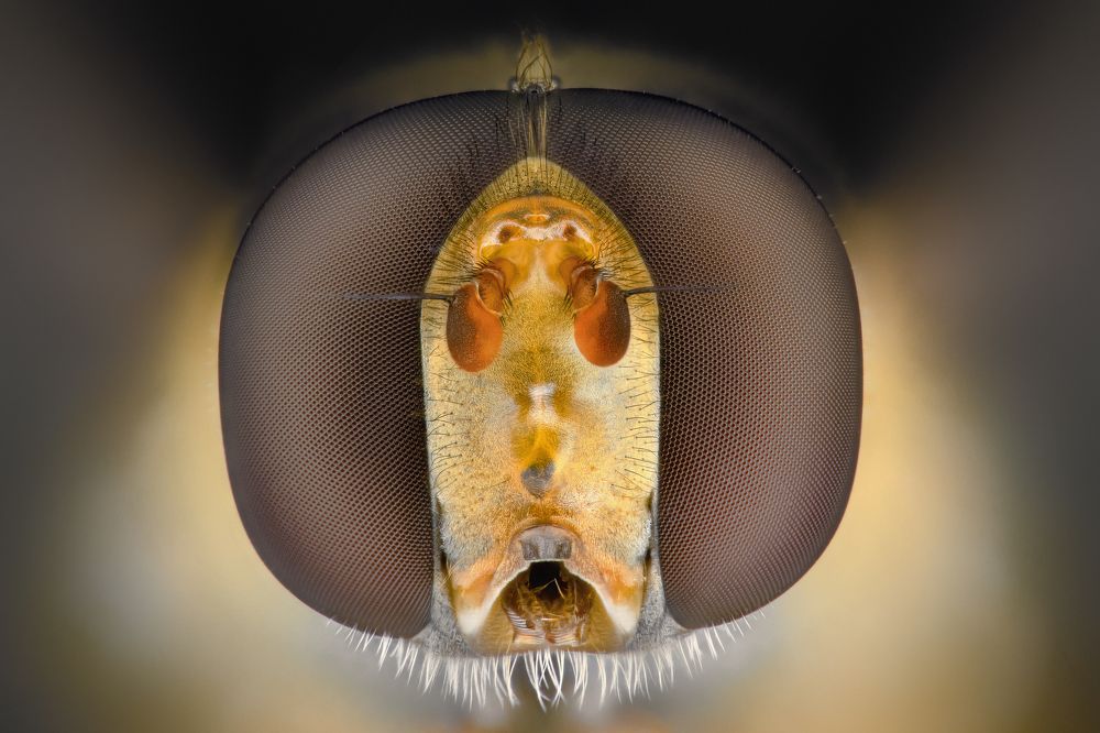 Photograph by Soheil Shahbazi