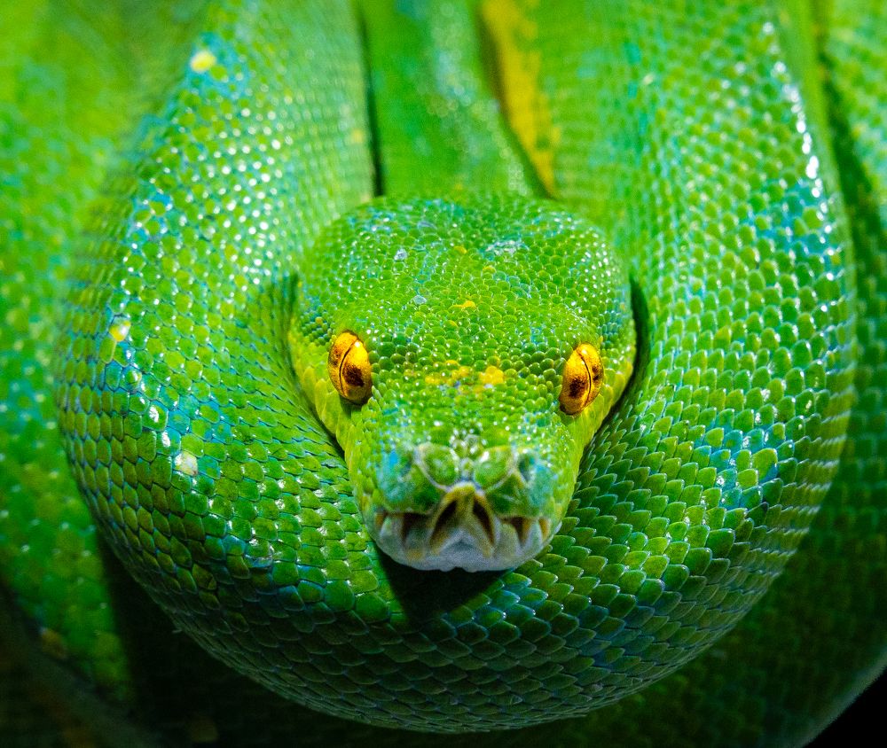 Photograph by Aleksandr Kolonsky