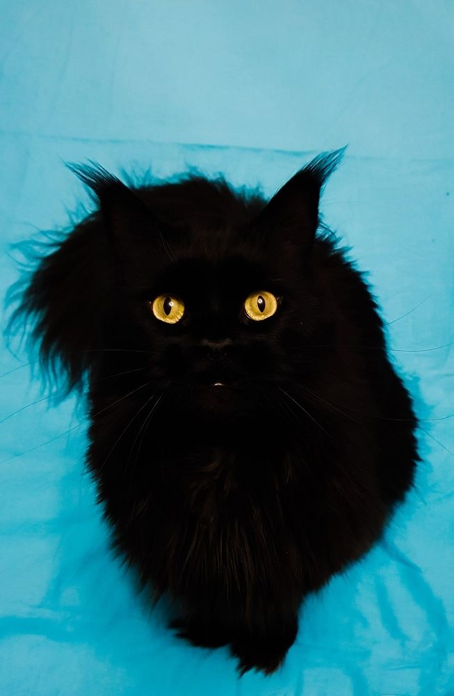 Фотография автора Джаф