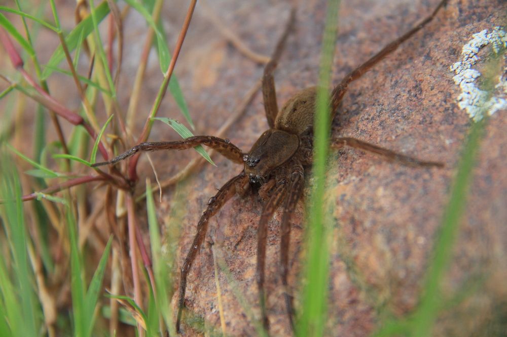Фотография автора Анастасия Зверева