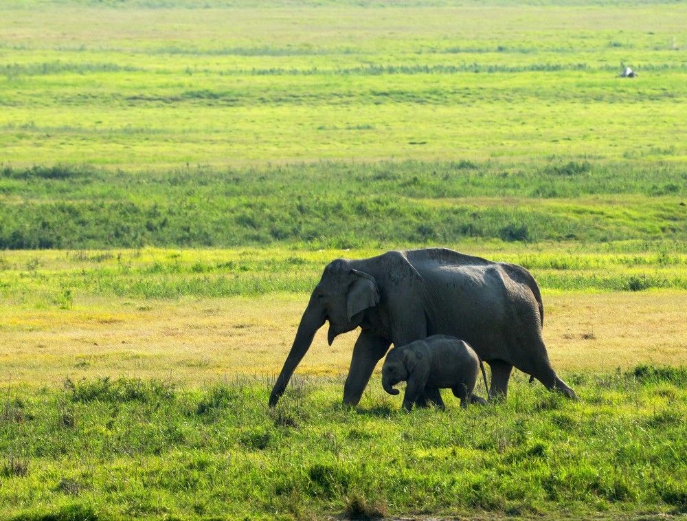 Photograph by ANEESH BHASKARAN