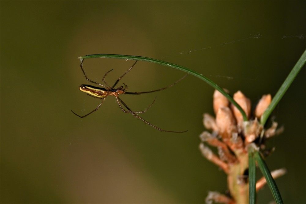 Фотография автора IRINA FILIPPOVA