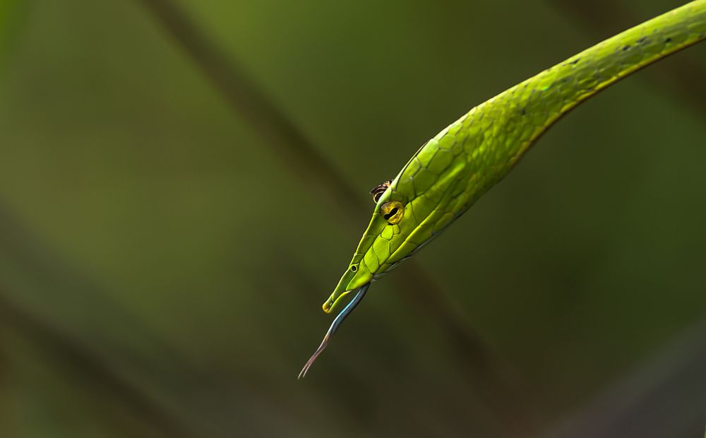 A 'Tongue-n-Cheek' Moment!