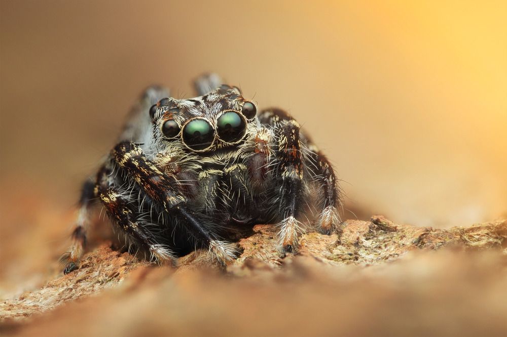 Photograph by Tran Anh Tuan