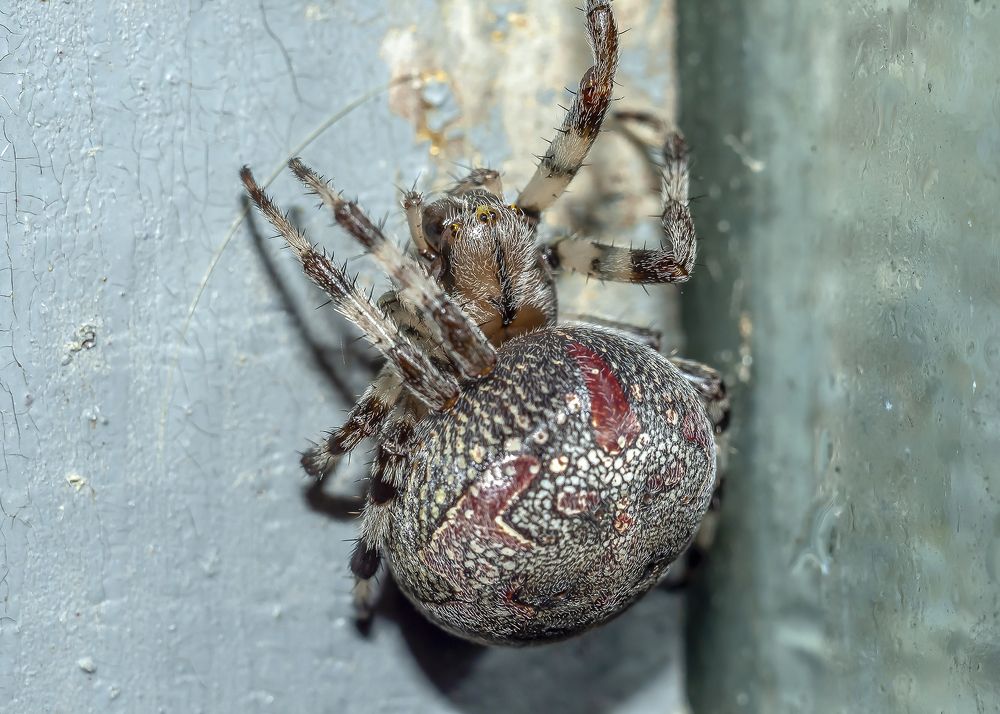 Фотография автора Анкудинов Леонид