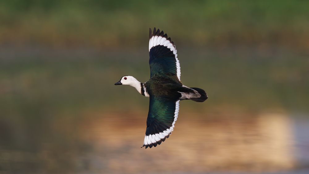 A Cotton Pygmy Goose in flight over a lake!