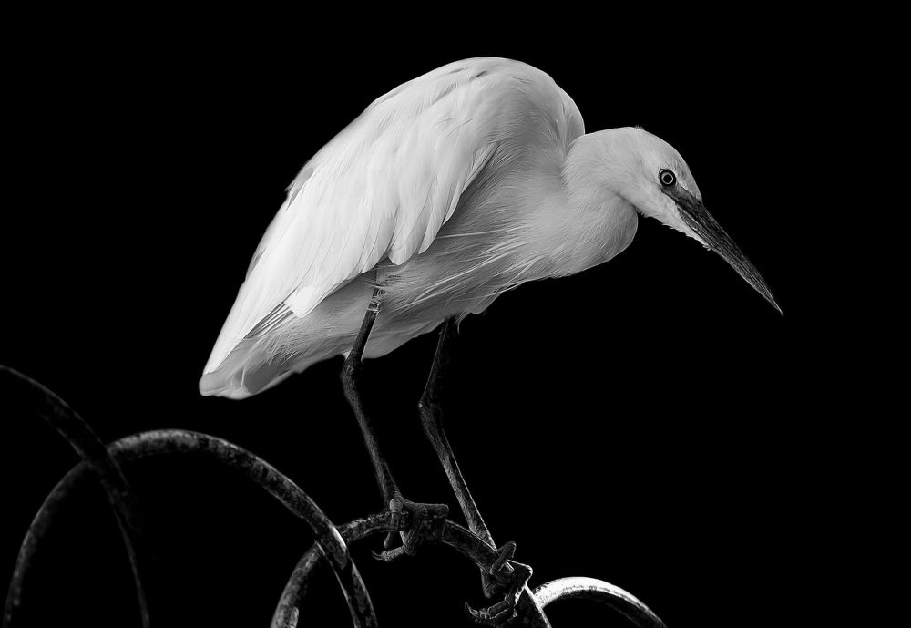 Photograph by Raed Victor Saad