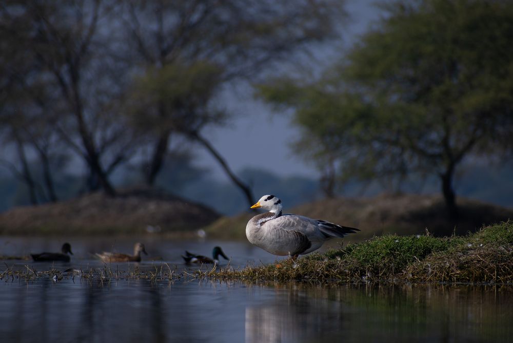 Фотография автора SUBHANKAR PANJA