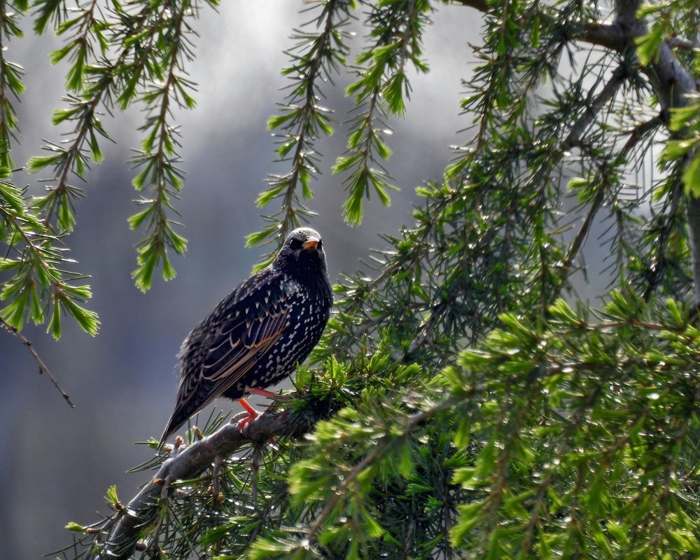 Фотография автора Lagona Nicolò