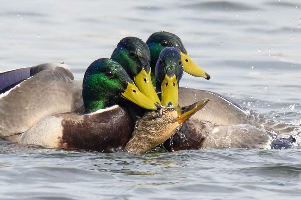 Photograph by Валерия Трейтяк