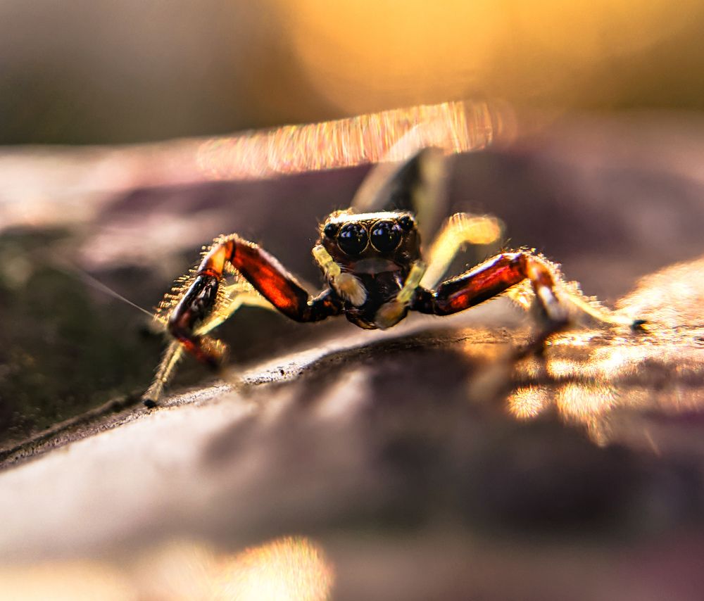 Photograph by GOVIND VISWANATH