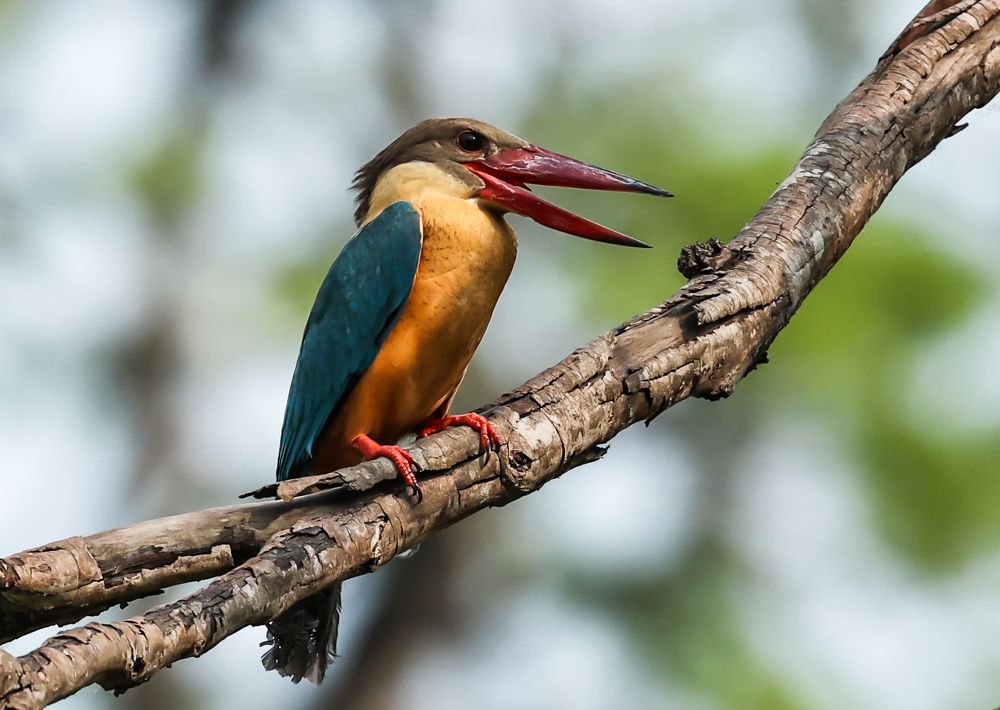 Any Spoon Feeder around?