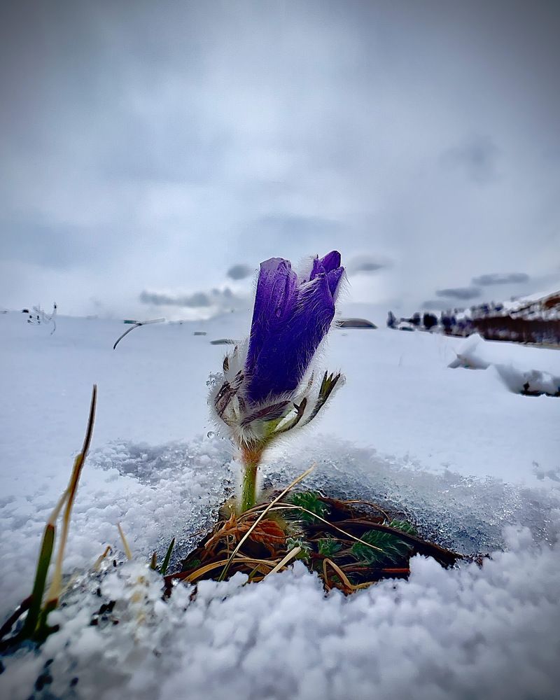 Photograph by Batsaikhan Badamdorj