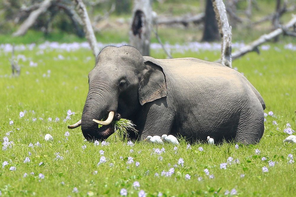 Photograph by PRABATH MANJULA GUNASEKARA