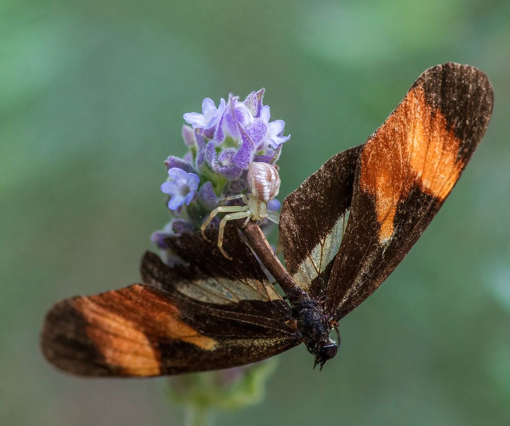 Photograph by Valdir Hobus