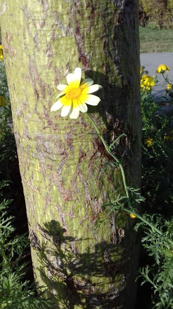 Photograph by Ahmed Soror