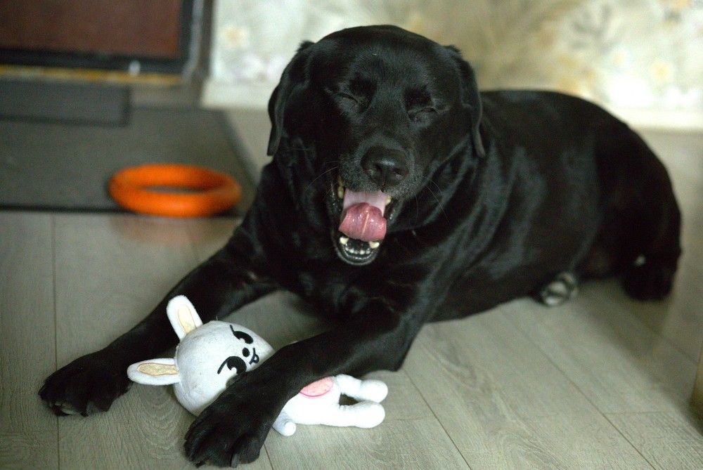 Фотография автора Елена Асташова