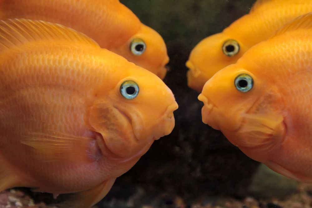 Photograph by Tatyana Fedenkova