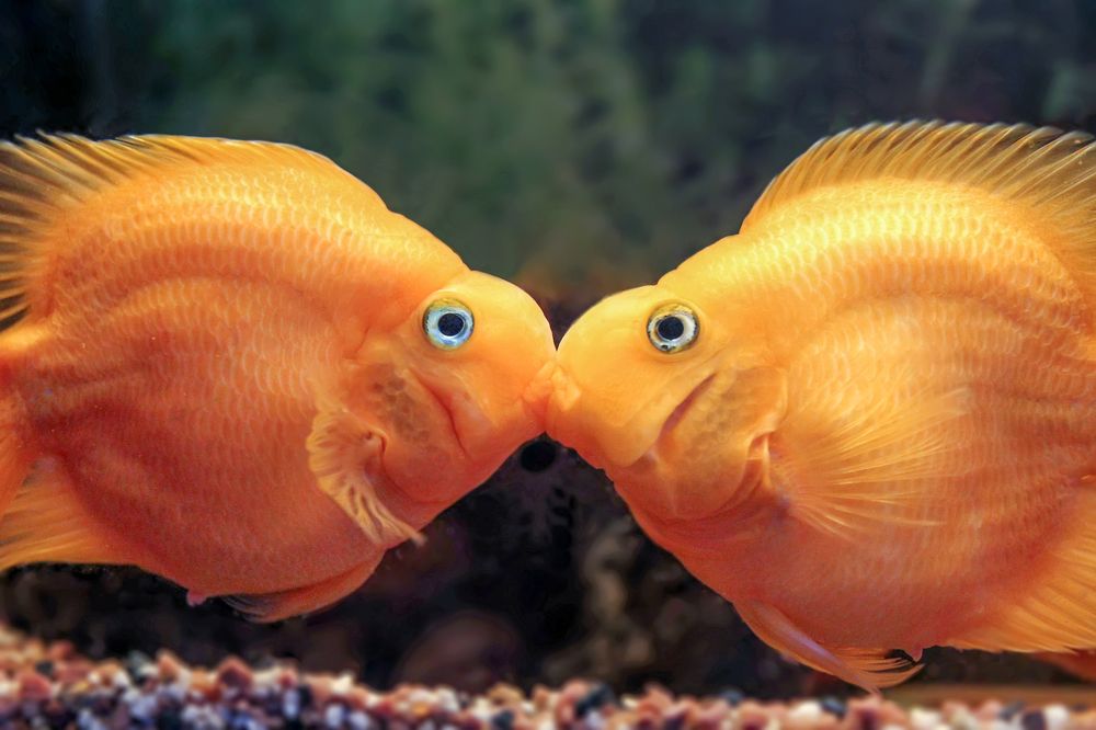 Photograph by Tatyana Fedenkova