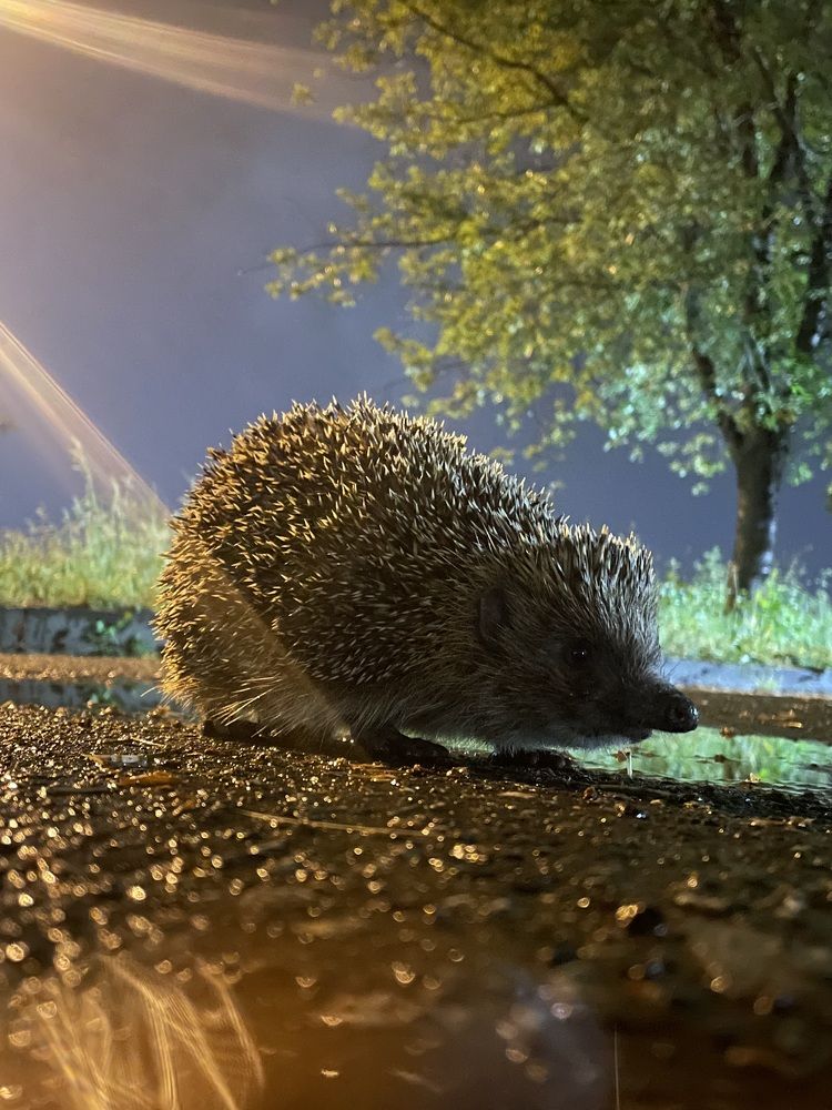 Photograph by Soslan Taraev