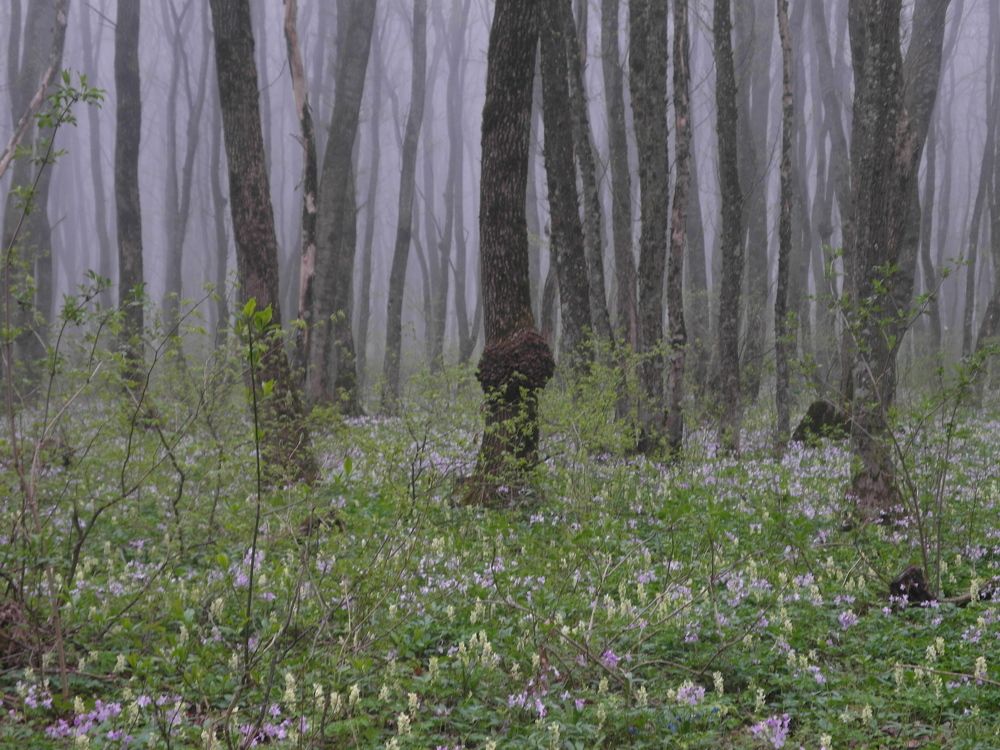 Photograph by Всеволод Маслов