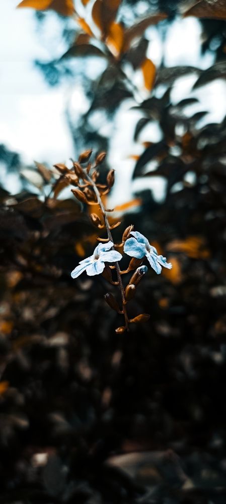 Duranta Plant