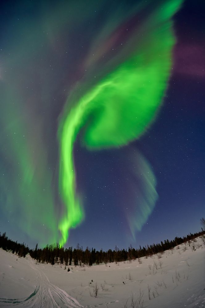 Аленький цветочек 2