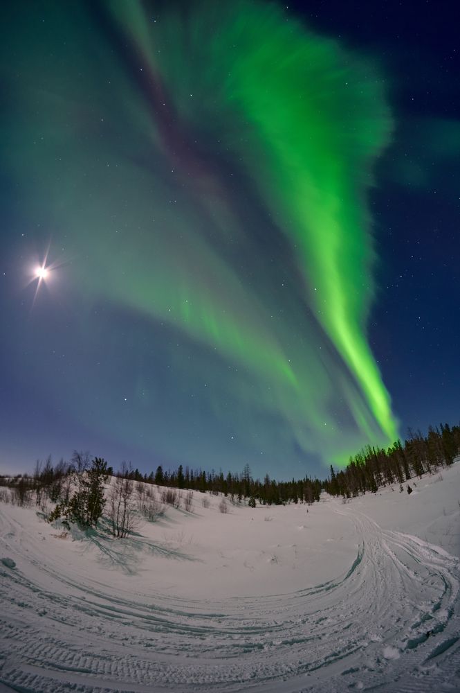 Аленький цветочек