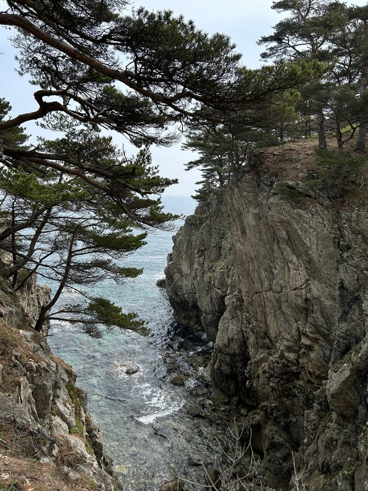 Сосны и утесы южного Приморья.