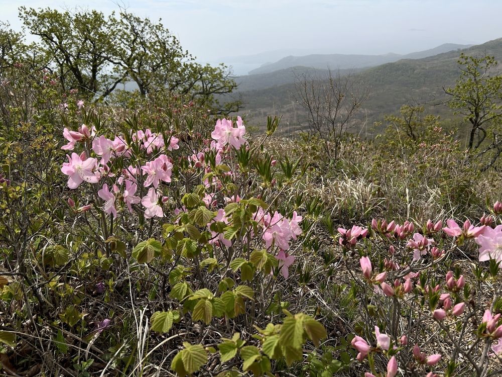 Рододендрон Шлиппенбаха. Национальный парк «Земля леопарда». Приморский край РФ. Май 2024 г.
