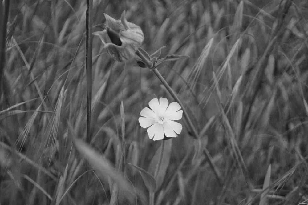 Photograph by Светлана Мазурова