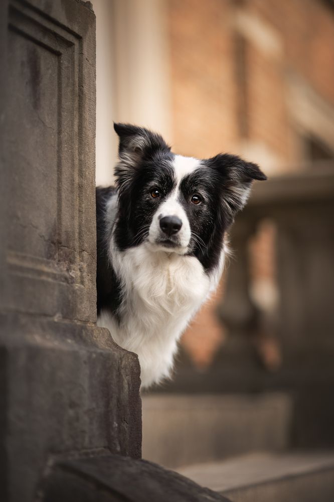 Фотография автора By Meert Eline