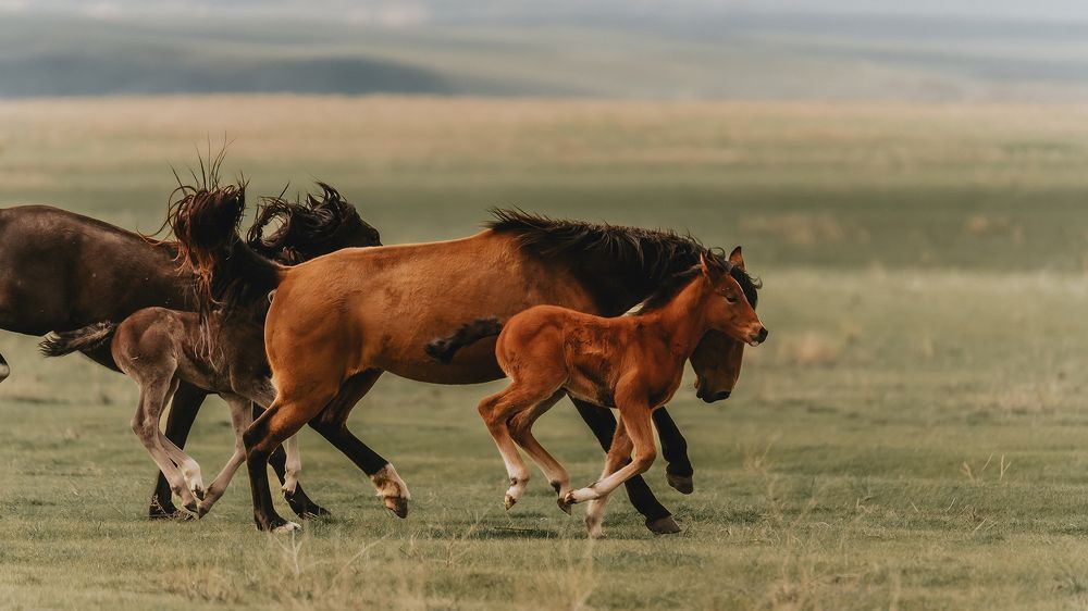 Дикие лошади Казахстана