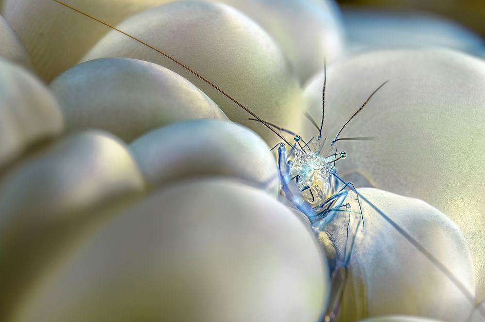 Коралловая креветка