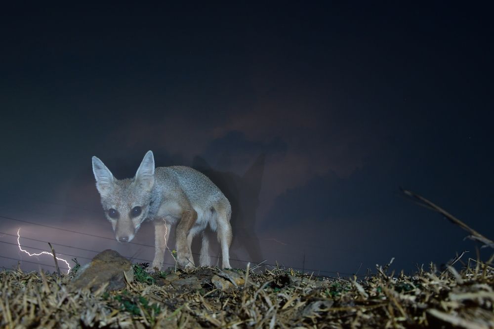 BENGAL FOX
