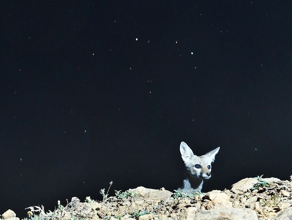 BENGAL FOX