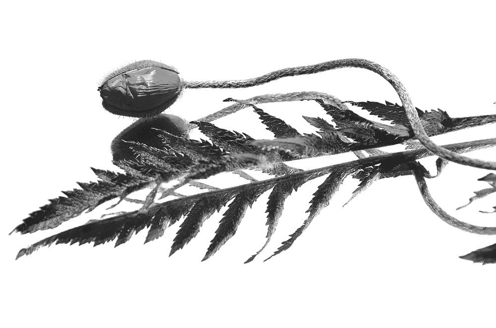 Photograph by Варвара