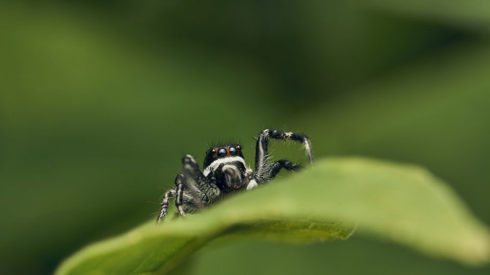 Фотография автора Santiago Diaz Aragon